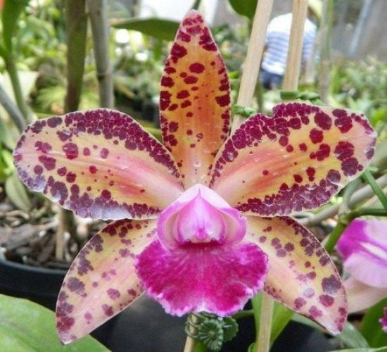 Cattleya-Durigan-Big-Spot-1-1