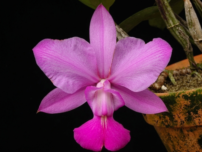 Cattleya walkeriana flamea sib (2)