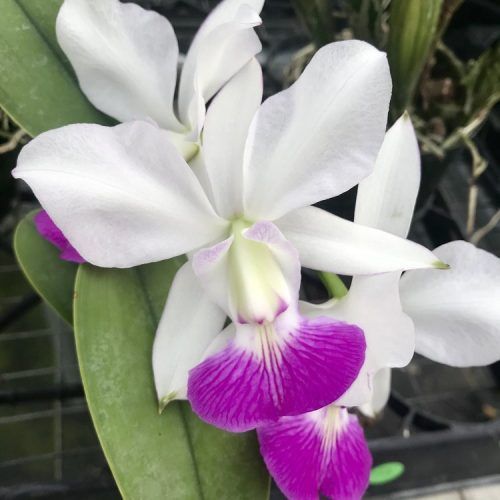 Cattleya-walkeriana-var-semi-alba-01-1-1