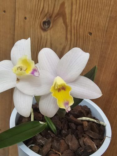 Cattlianthe Fairyland1