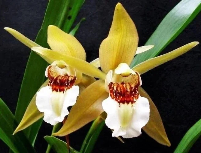 Coelogyne lawrenceana