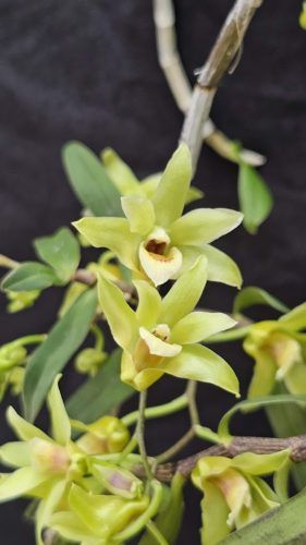 Dendrobium catenatum 4