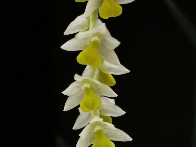 Dendrochilum-cobbianum-02-1-1