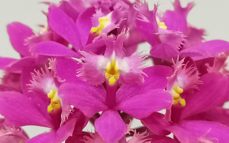 Epidendrum-Ballerina-Rosy-01-1-1