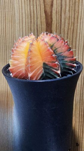 Gymnocalycium mihanovichii
