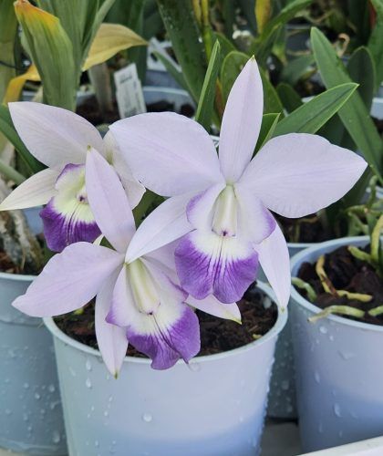 Lc. Mini Purple 2