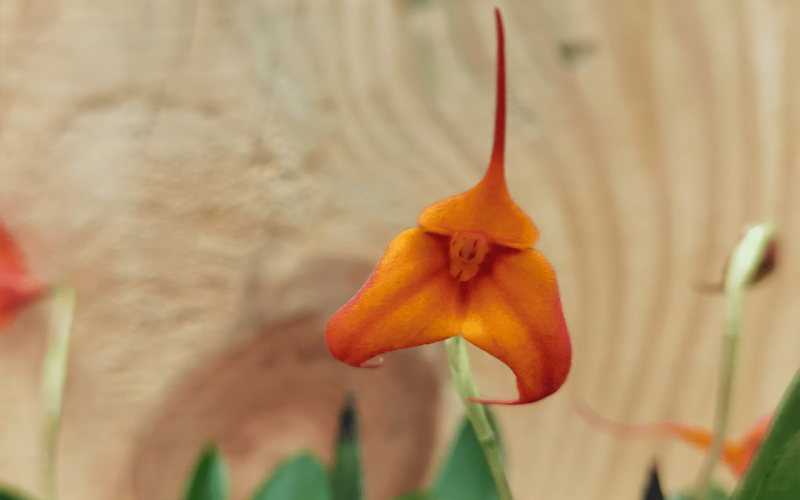 Masdevallia-veitcheana-x-infracta-01-1-1