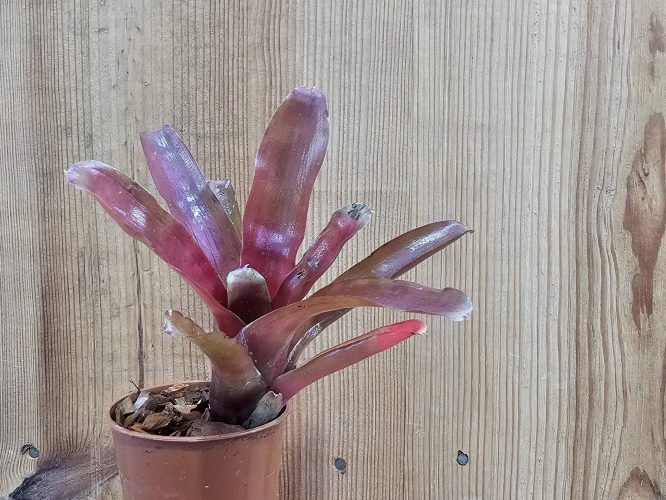 Neoregelia “Fireball”