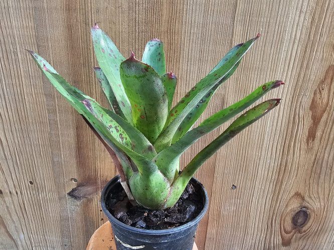 Neoregelia Olens 696