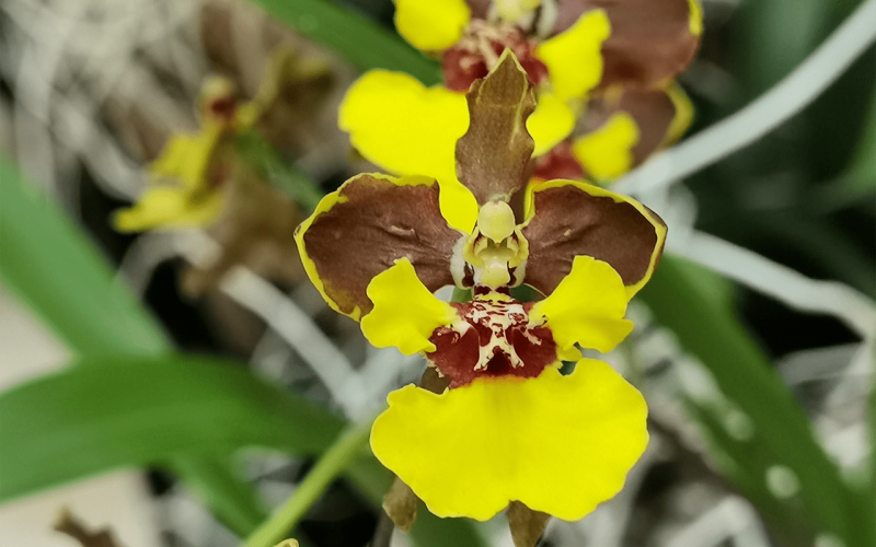 Oncidium-croesus-02-1-1
