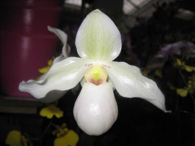 Paphiopedilum Deperle 01