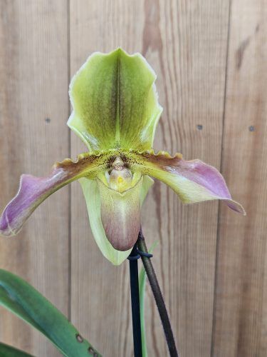 Paphiopedilum Hans Strahl