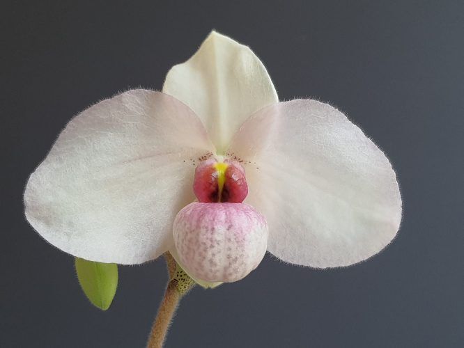 Paphiopedilum Joyce Hasegawa