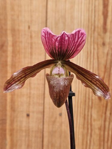 Paphiopedilum Schaetzchen (Maudiae x charlesworthii)
