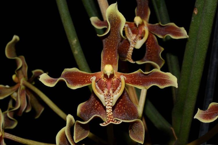 Paraphalaenopsis labukensis
