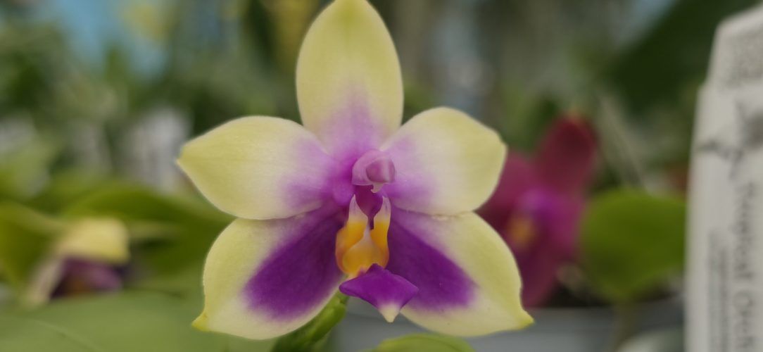 Phalaenopsis bellina