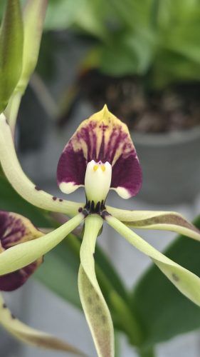 Prosthechea cochleata 2