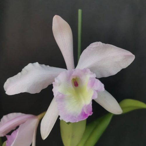 Rlc. Orpheus