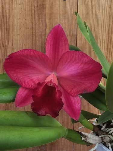 Rlc. Ruby Delight x Mem. Alida Laboy