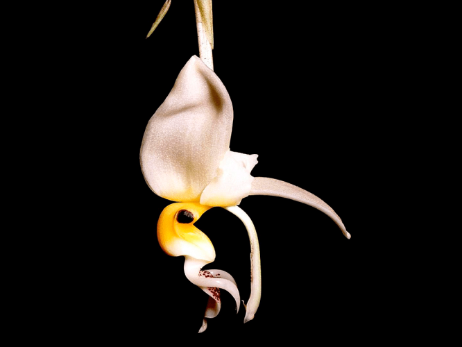 Stanhopea-embreei-02-1-1