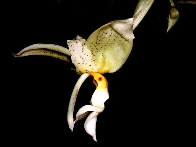 Stanhopea_inodora_Orchi_001-1-1