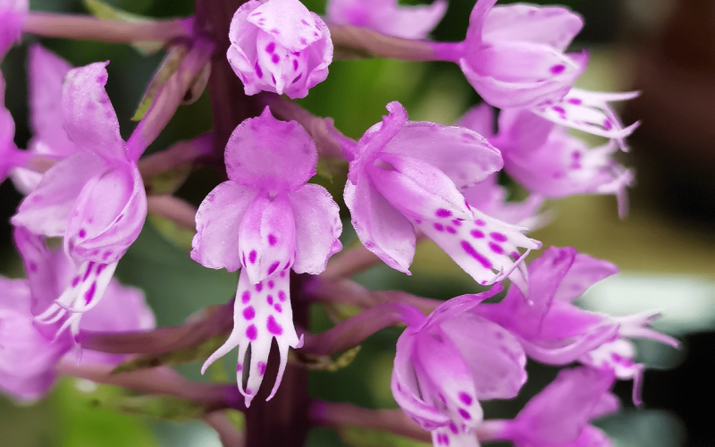 Stenoglottis-longifolia-01-1-1