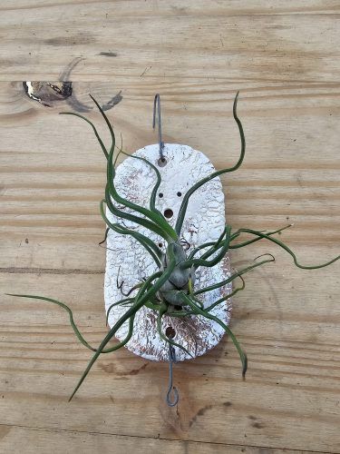 Tillandsia bulbosa