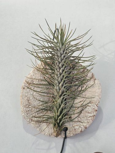 Tillandsia funckiana