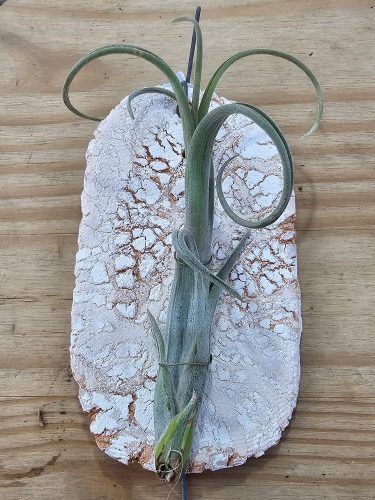 Tillandsia intermedia
