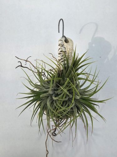 Tillandsia ionantha 'Spike_New' 01