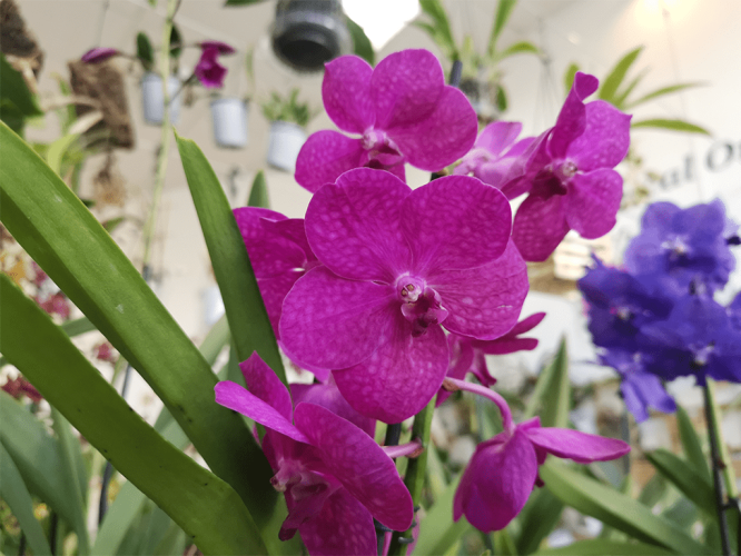 Vanda-Tayane-Cerise-01-1