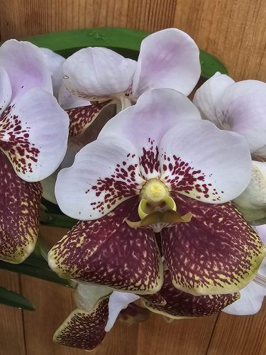 Vanda sanderiana