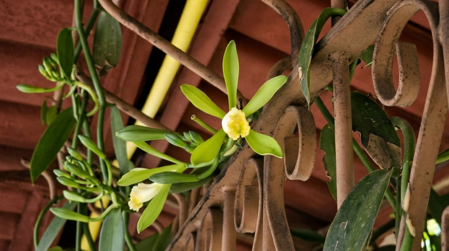 Vanilla planifolia