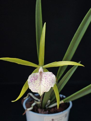 binosa key lime