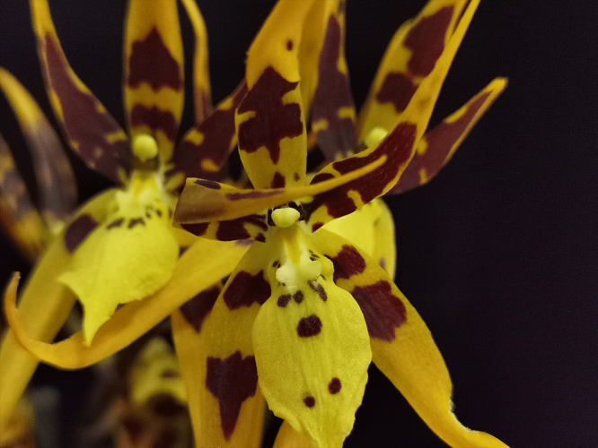 brassia-orange-02-1-1