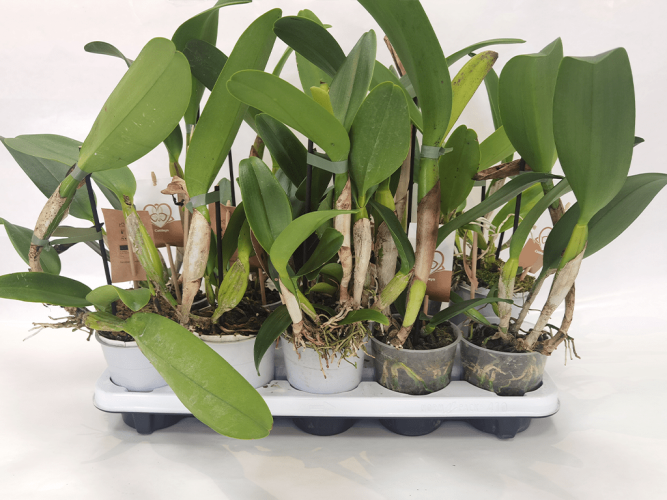 cattleya-sem-flor-01-1-1