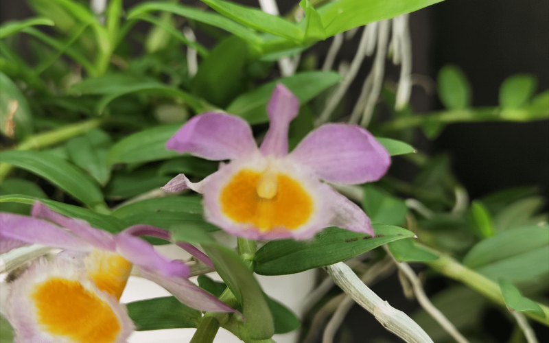dendrobium-loddigesii-04-1-1