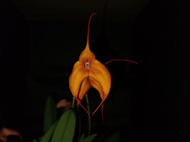 masdevallia-orange-03-1-1