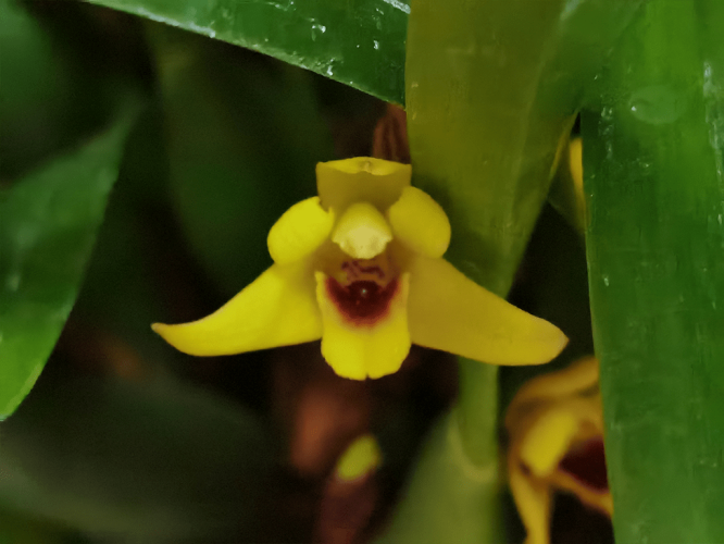 maxillaria-variabilis-amarelo-1-1