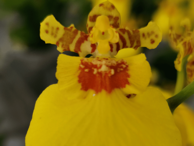 oncidium-aloha-iwanaga-02-1-1
