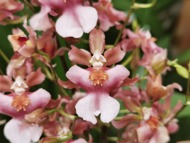 oncidium-rosy-sunset-1-1