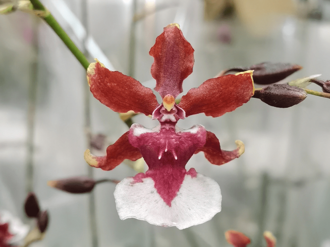oncidium-sharry-baby-02-1-1