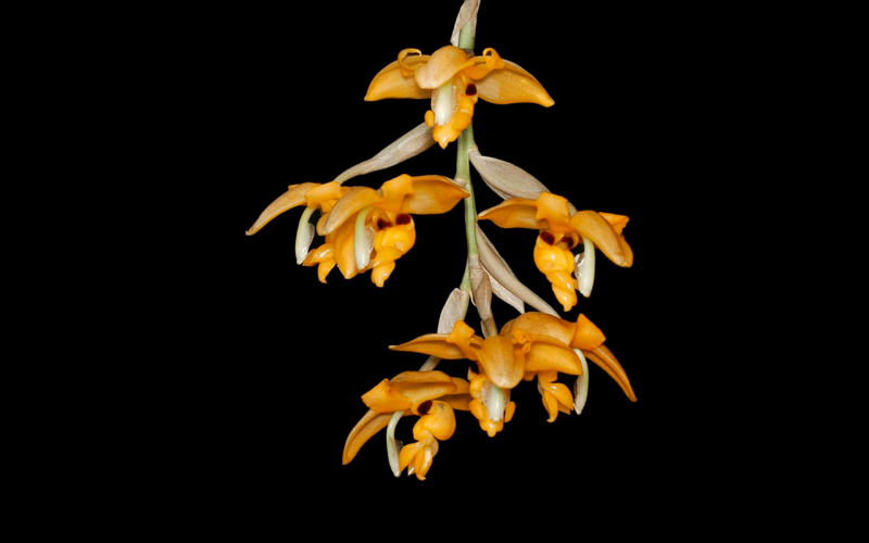 stanhopea-connata-1-1
