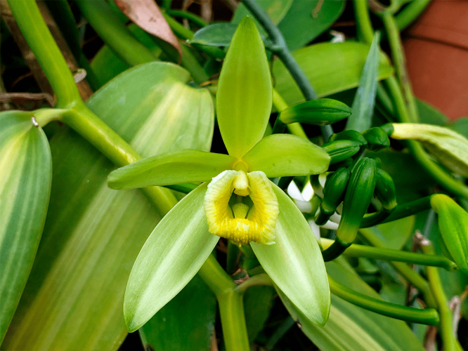 vanilla-planifolia-1-1