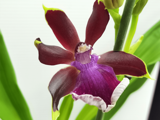zygopetalum-RedVale-1-1